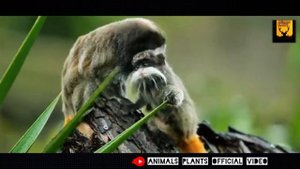 Brazil Wildlife /Amazon Rainforest  In 4K 2022 / Present by - Animals Plants /Amazon rainforest