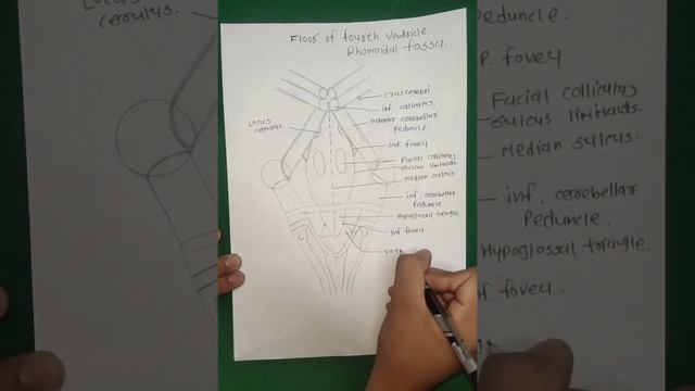 Floor of the fourth ventricle | Rhomboidal fossa
