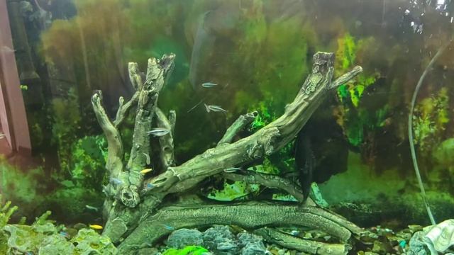 Аквариум смотреть онлайн