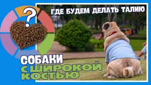 Как помочь собаке похудеть без стресса? #probalanceкорм