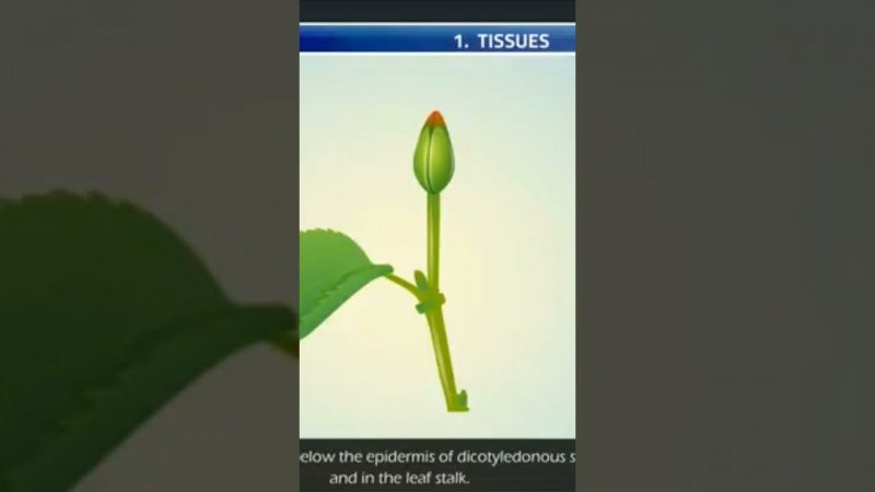 how to learn about tissue location in plants