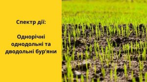 Гербіцид Тотал 🍂 , опис препарату 🍂