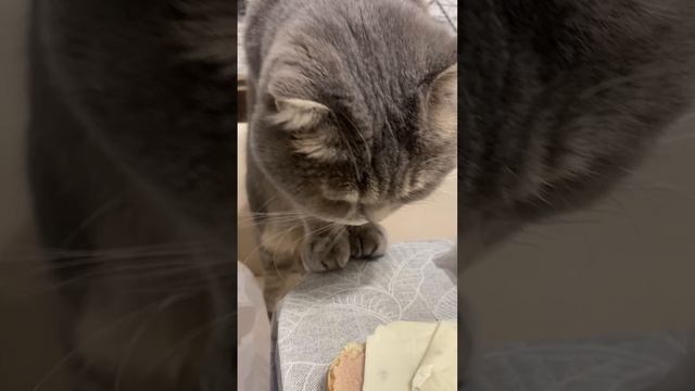 Кот захотел сырок