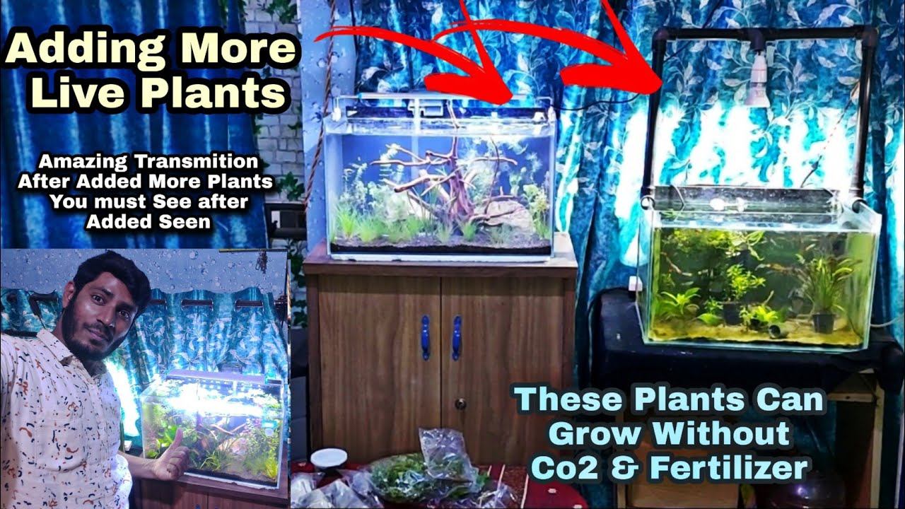 Adding Plants in Shrimp & Guppies Tank , How to Grow Aquatic Plants without co2 смотреть онлайн