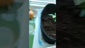 Ароматный кофейный жмых для растений кустов и цветов питания растений