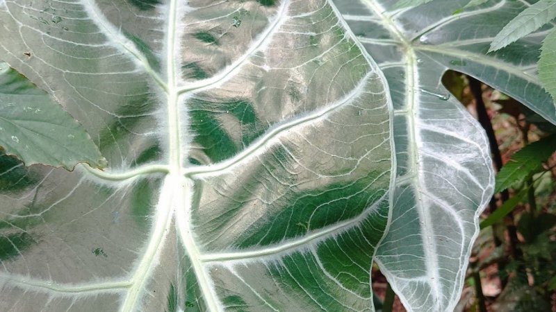 Alocasia punhal-malaio melhor lugar pra plantar #alocasia