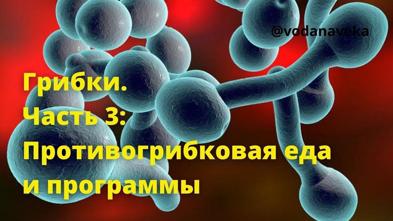 Грибки. Часть3. Противогрибковая еда и программы. О.А.Бутакова