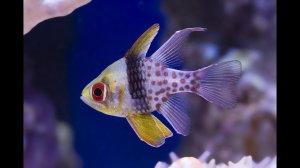 Некоторые семейства окунеообразных