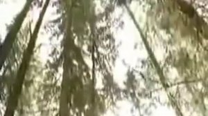 Советы доктора Неумывакина для сердца