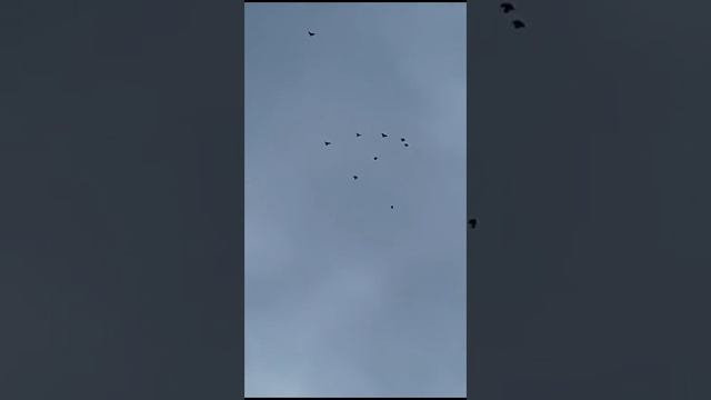 голуби.Сергея.с.Елань-Колено.Воронежской.обл. смотреть онлайн