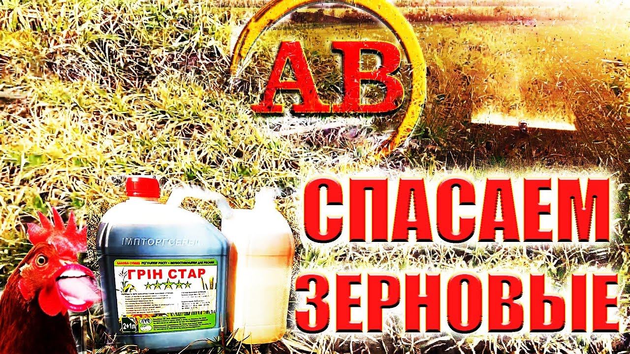 Перше внесення на МЕРЗЛУ пшеницю🌾 #ГрінСтар + #Фунгімакс #АГРОВАН
