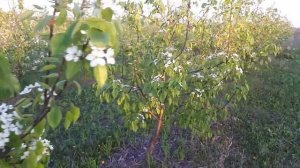 Цвітіння молодого грушевого саду  на Ва 29 .
