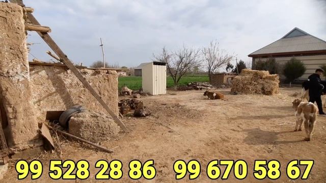 HAMMA SHAROITLARI BOR 2 TA ARZON HOVLI SOTILADI SHOSHILING MUZRABOT PARI QISHLOQDA смотреть онлайн