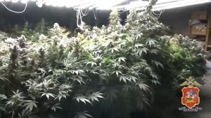 Полиция подмосковного Солнечногорска обнаружила на чердаке дома оранжерею с 58 кустами конопли