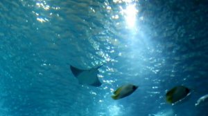 Интересные факты о скатах