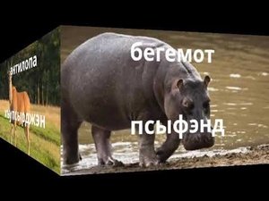 название животных на кабардинском языке