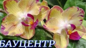 №975/ МОРЕ красивых ОРХИДЕЙ в БАУЦЕНТРЕ