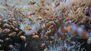 Relaxing Music and Underwater Footage 🐠🐡 Aquarium Coral Reef Fish in 4K