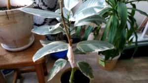 Прививка лимона в расщеп 2