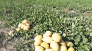 Дыня Мазин (2019)