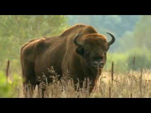 Беларусь, В мире животных