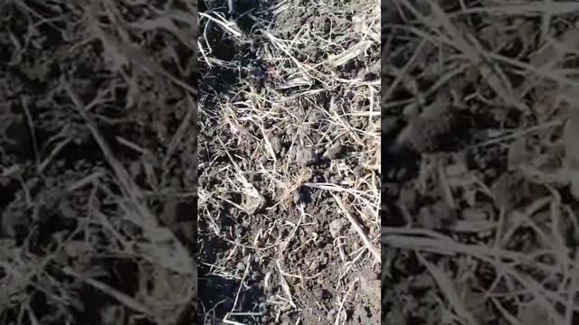 Царская монета #metaldetecting #коп #coin #поиск #история #metaldetector #металлоискатель #лето