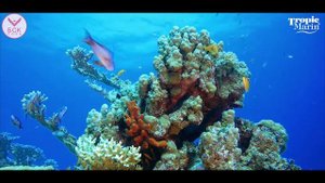 Tropic Marin Amino-Organic: поможет росту кораллов, сделает их ярче и красивее!