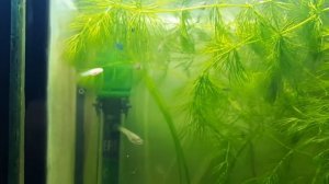 молинезия черная а малек белый