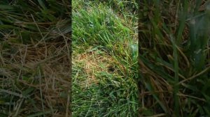 Hunter MP rotators 1000 90 210 and side strip