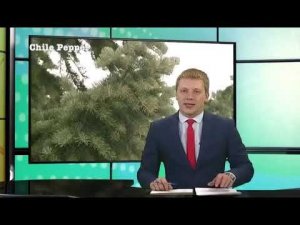 Ёлочка мне нравится, особенно при пенсии в 10 000