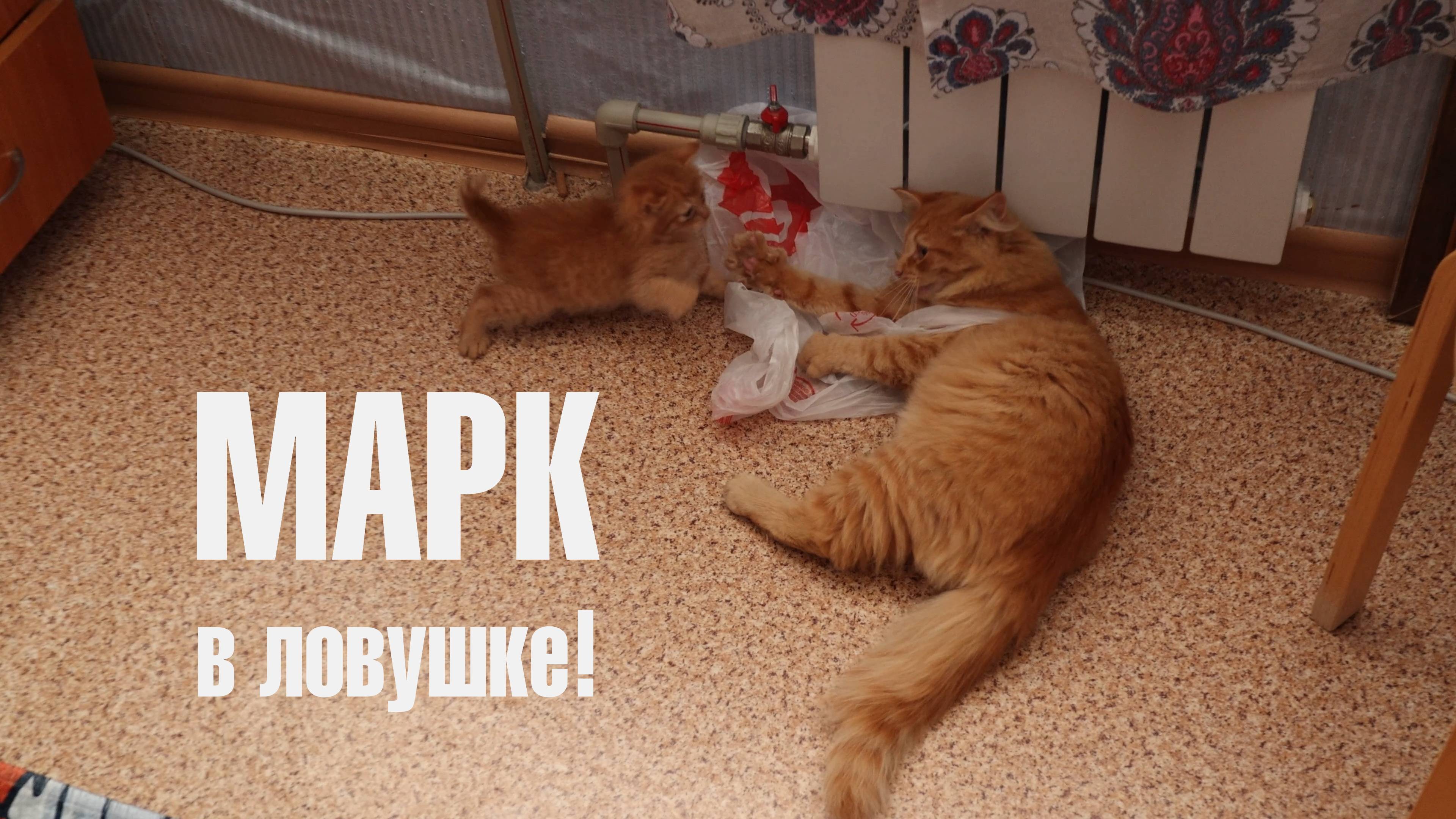 Марк в ловушке!