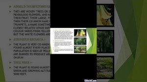 PPT on Sikkim flora and fauna