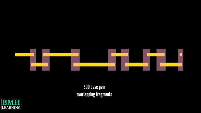 Clone By Clone Sequencing | Difference Between Clone By Clone Sequencing & Shotgun Sequencing | смотреть онлайн
