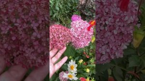 Древовидная гортензия Меджикал Пинкербелл (Magical Pinkerbell ), первое цветение.