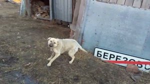 Сделал загончик для овцы