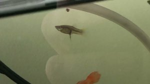 Малёк гуппи застрял при рождении