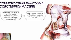 Топографическая анатомия | Фасции шеи. Оперативная хирургия шеи