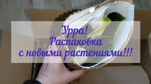 Распаковка посылки с новыми растениями (Филодендрон Вайт Конго и растение сюрприз🎁)