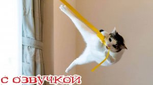 Приколы с котами! - С ОЗВУЧКОЙ! Смешные коты и собаки! Самые смешные животные! 2024! Угар!