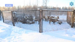 В Шурышкарском районе стартовала кампания по заготовке оленины.