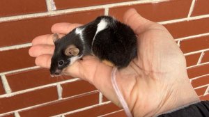 Декоративная мышь