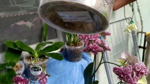 Закрытая система для орхидей. Пересадка в закрытую систему. Цветение орхидей.