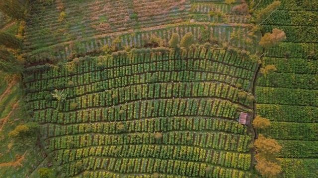 1155897_Aerial_Tobacco Plantation_1920x1080
