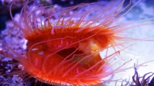 Electric Flame Lima Scabra. MaxReef.ru