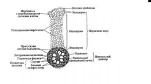 Юниор Биология для начинающего олимпиадника 7 класс_Тема 2 Анатомия корня