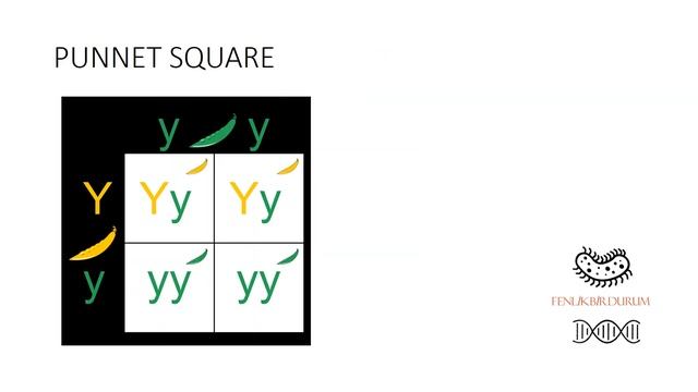 SİYAHİ BİR AİLENİN BEYAZ ÇOCUĞU OLUR MU? - KALITIM KONU ANLATIMI - LGS2020 / #evdekal #evdeöğren смотреть онлайн