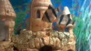 Обзор совместимых рыбок в 130 литровом аквариуме