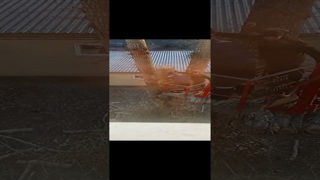 спиливают деревья лесорубы