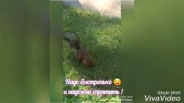 Всем УЛЫБАКИ !! Немного позитивчика🙂!! Хитрющая белка из ПЕТЕРГОФА !!