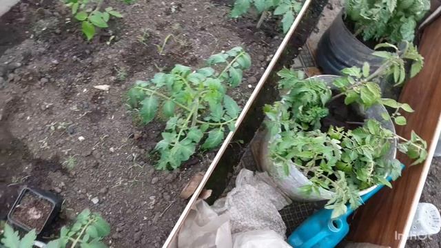 Заморозки | Как спасти рассаду и ягоду |
